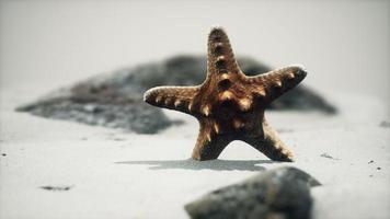 red starfish on ocean beach with golden sand photo