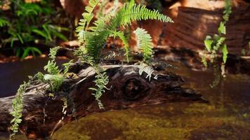 tropical golden pond with rocks and green plants photo