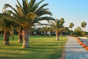 Empty path along the hotel beach. Palm trees on site. Work ban due to the pandemic. photo