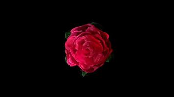 Blooming Red Rose Flower Buds Alpha Matte Background Top Closeup video