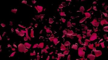 Red Rose Petals Flying from side Air Transition with Alpha video