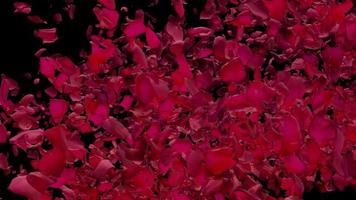 Red Rose Petals Flying from side Transition video