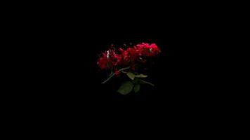 Two Red Love Rose Come Close Touch and Break Up Slow Motion video