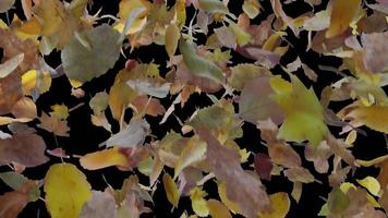 Dry Leaf Fall Flying Transition in Autumn Wind video