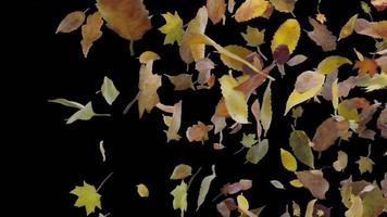 caduta di foglie secche transizione volante nel vento autunnale video