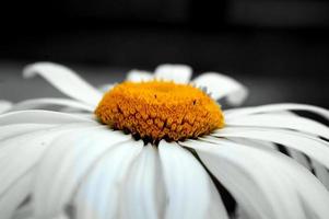 Chamomile flower. core color photo