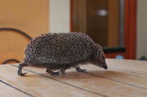 hedgehog on the wooden table photo