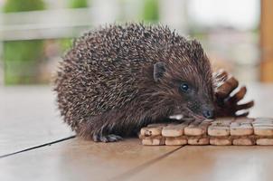 hedgehog on the wooden table with cons photo