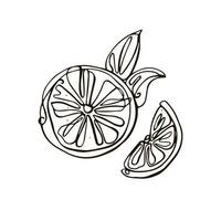 Half a lemon on a white isolated background. Hand-drawn vector illustration.