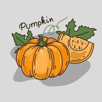 ilustración vectorial con una calabaza. el concepto de cosecha. el menú de decoración. los objetos están aislados. vector