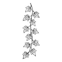 Ivy branch. Hand drawn illustration converted to vector. vector