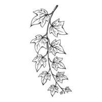 Ivy branch. Hand drawn illustration converted to vector. vector