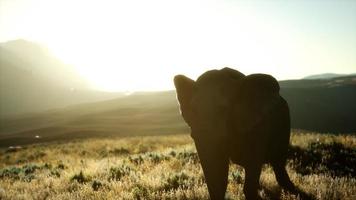 viejo elefante africano caminando en la sabana contra la puesta de sol foto