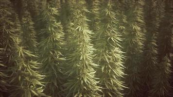 Field of green medial cannabis photo