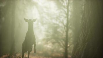 extreme slow motion deer jump in pine forest photo