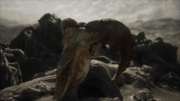 European mouflon ram skull in natural conditions in rocky mountains photo