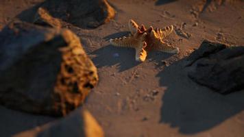 Starfish on sandy beach at sunset photo