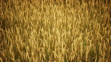 Ripe yellow rye field under beautiful summer sunset sky with clouds photo