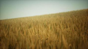 Dark stormy clouds over wheat field photo