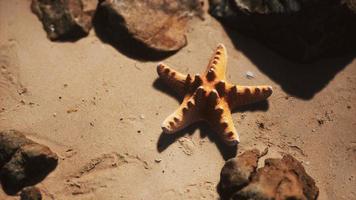 Starfish on sandy beach at sunset photo