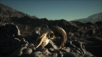 European mouflon ram skull in natural conditions in rocky mountains photo