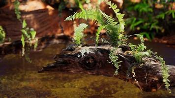 tropical golden pond with rocks and green plants photo