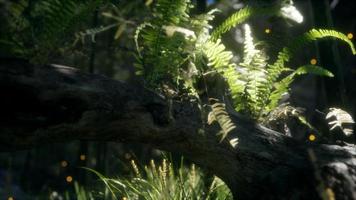 horizontally bending tree trunk with ferns growing, and sunlight shining photo