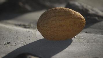 Desert melon on the sand beach photo