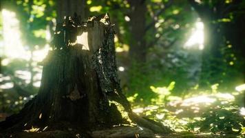 Sunlight rays pour through leaves in a rainforest photo