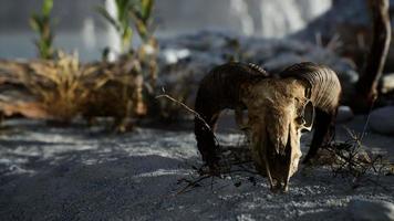 Skull of a dead ram in the desert photo