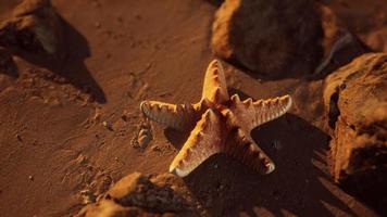 Starfish on sandy beach at sunset photo