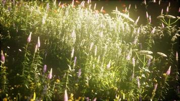 wild flowers in the field photo