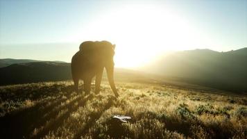 old african elephant walking in savannah against sunset photo