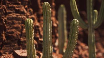 cactus in the Arizona desert near red rock stones photo