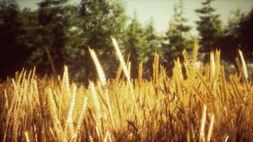 Scene of sunset or sunrise on the field with young rye or wheat in the summer photo