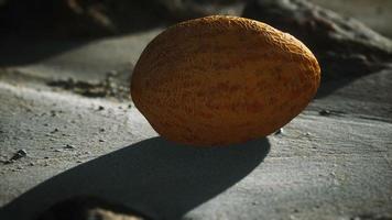 melón del desierto en la playa de arena foto