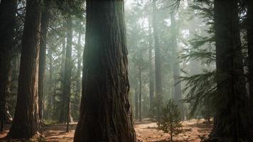 Sunrise in the Sequoias, General Grant Grove, Sequoia National Park photo