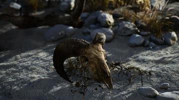Skull of a dead ram in the desert photo