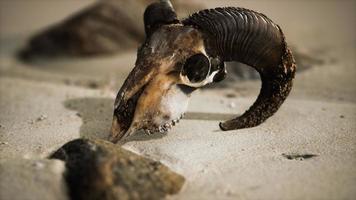 Skull with ram horns on the beach photo