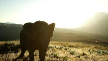 old african elephant walking in savannah against sunset photo