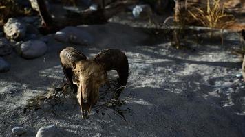 Skull of a dead ram in the desert photo