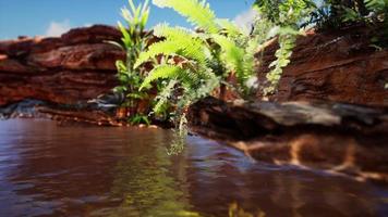 tropical golden pond with rocks and green plants photo