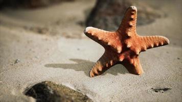 red starfish on ocean beach with golden sand photo