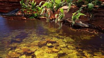 tropical golden pond with rocks and green plants photo