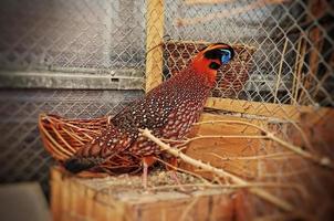 pheasant at the cage photo