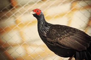 pheasant at the cage photo