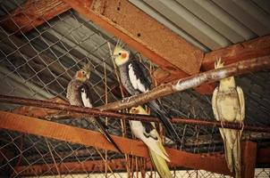 Yellow parrot at the cage photo