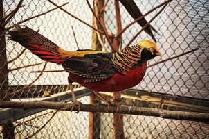 pheasant at the cage photo