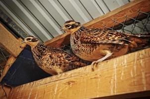 pheasant at the cage photo