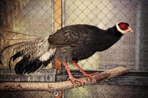 pheasant at the cage photo